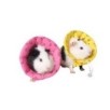 Gorro isabelino roedores